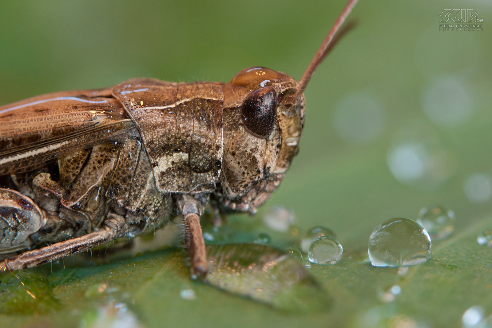 Insects - Common field grasshopper Common field grasshopper (Chorthippus brunneus) Stefan Cruysberghs